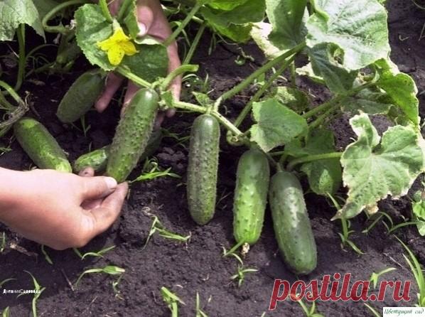 САМОΕ ΓЛАВΗОΕ О ПРОБЛΕМАХ ОΓУРЦОВ