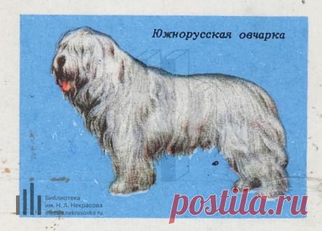Южнорусская овчарка