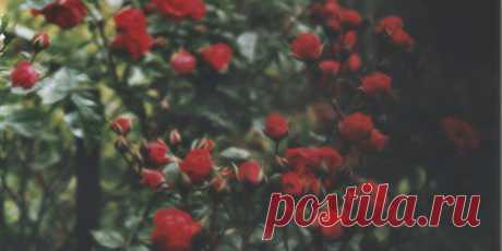 roses tumblr background - Поиск в Google