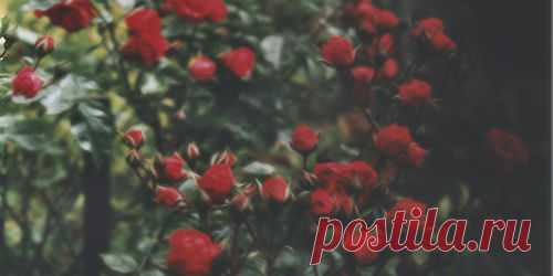 roses tumblr background - Поиск в Google