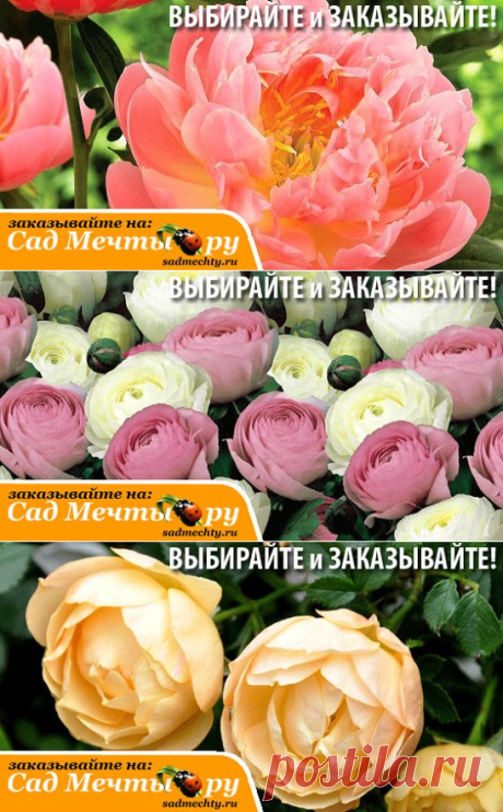 (19) Одноклассники