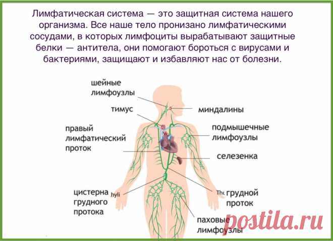Очищение лимфы в домашних условиях
Как работает лимфатическая система
Лимфатическая система включает:
— лимфатические капилляры;
— лимфатические узлы;
— лимфатические органы: селезенка, тимус (вилочковая железа) и миндалины;
— собственно лимфу.
Работа лимфатической системы для дилетантов схематически выглядит так:
лимфа забирает из клеток межклеточную жидкость
гонит ее по сосудам к лифатическим узлам
там она отфильтровывается (очищается)
возвращается очищенной (и обогащенной) в кровь.
Вс