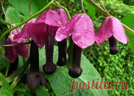 Родохитон: фото, виды и выращивание