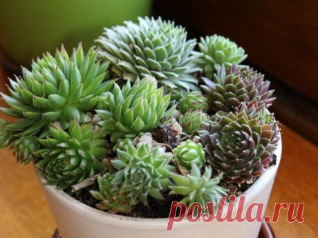 Молодило кровельное (Sempervivum tectorum L.).