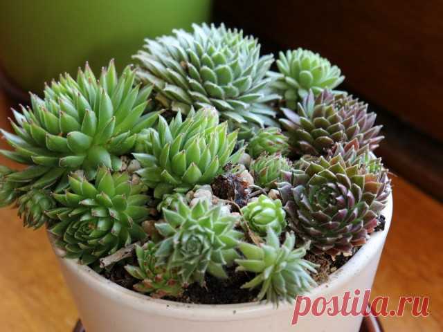 Молодило кровельное (Sempervivum tectorum L.).