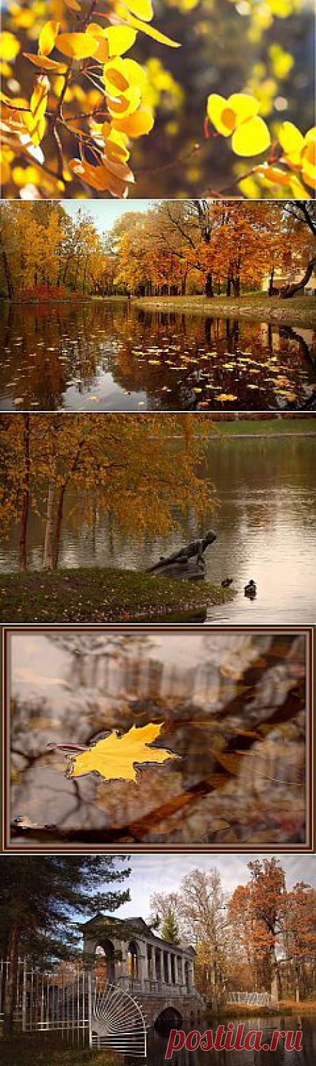 (+1) тема - Осень в Питере | ЛЮБИМЫЕ ФОТО