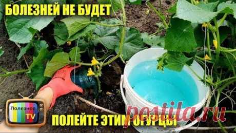 ПОЛЕЙТЕ ЭТИМ ОГУРЦЫ ИЗБАВИТЕСЬ ОТ ВСЕХ БОЛЕЗНЕЙ ПОЖЕЛТЕНИЯ ЛИСТЬЕВ И ЗАВЯЗЕЙ