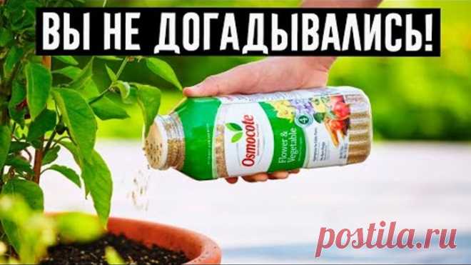 Оживят даже сухие кусты: 10 подкормок для комнатных цветов!