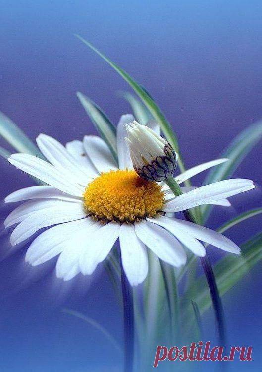 В одном часе любви – целая жизнь. Оноре де Бальзак