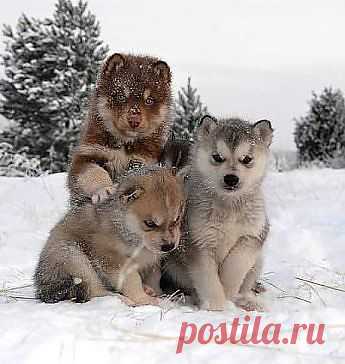 Одноклассники. Якутские хаски