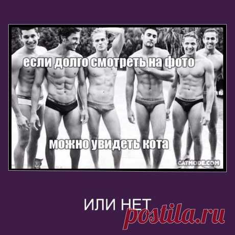 найди кота