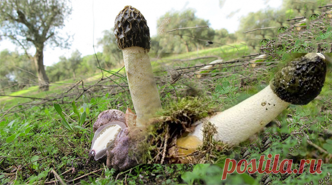 Лечение грибами или фунготерапия, становится одним из популярнейших направлений народной медицины. Фунготерапия существует на стыке официальной и народной медицины. Это лечение различных патологий с помощью грибов, обладающих лечебными свойствами, и Весёлка – один из них. Он необычен во всём, начиная от внешнего вида и заканчивая потрясающим целебным воздействием на организм человека!
В чем же уникальное целебное действие этого гриба? Во-первых: это действие на раковые опухоли. Наш организм