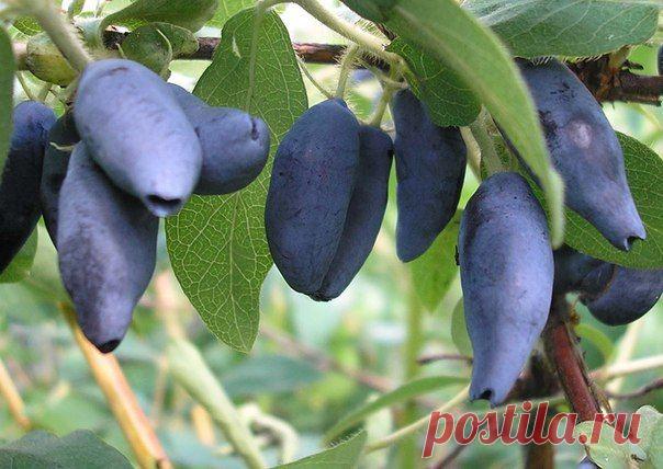 Как омолодить жимолость