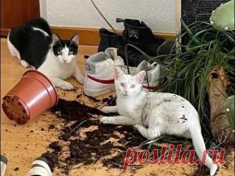 😺 Кто устроил беспорядок?! 🐈 Видео смешных котов и котят для хорошего настроения! 😻