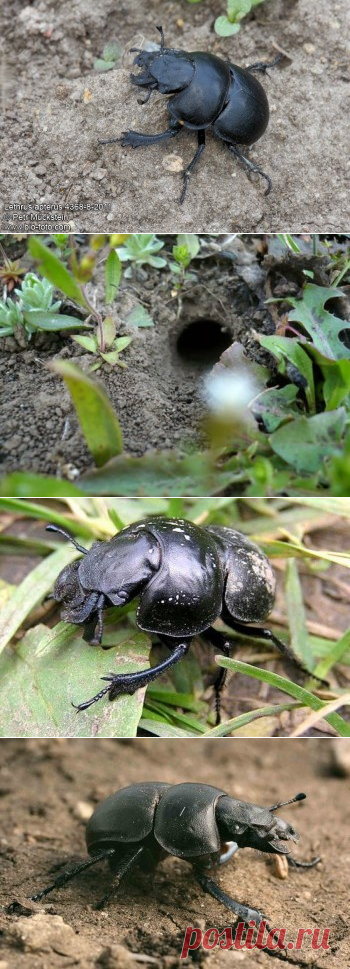 Кто такой жук кравчик обыкновенный (головач) | Дача - впрок