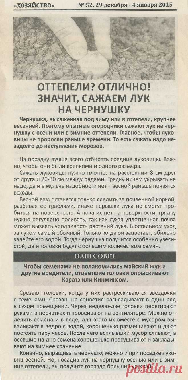 Оттепели? Значит сажаем лук на чернушку