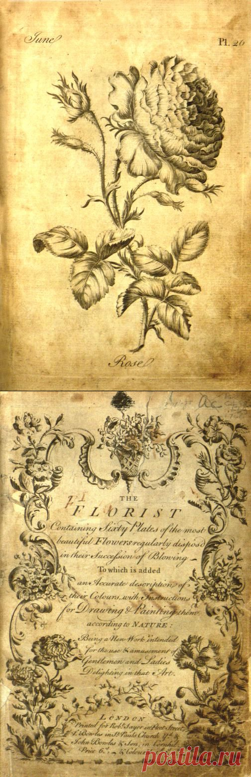 The florist :containing sixty plates of the most beautiful flowers regularly disposed in their succession of blowing. To which is added an accurate description of their colours with instructions for drawing and painting according to nature : being a new work intended for the use & amusement of gentlemen and ladies delighting in that art. : Sayer, Robert. : Free Download, Borrow, and Streaming : Internet Archive