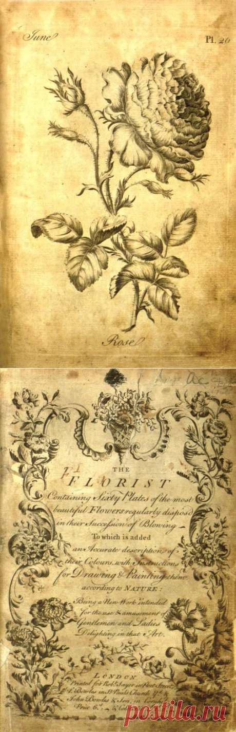 The florist :containing sixty plates of the most beautiful flowers regularly disposed in their succession of blowing. To which is added an accurate description of their colours with instructions for drawing and painting according to nature : being a new work intended for the use &amp; amusement of gentlemen and ladies delighting in that art. : Sayer, Robert. : Free Download, Borrow, and Streaming : Internet Archive
