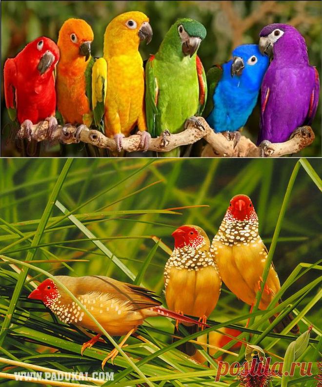 Красивые птицы_1.