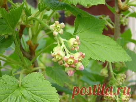 Смородина зацветает? Пора ее подкормить для обильнейших завязей | Наша Дача | Яндекс Дзен