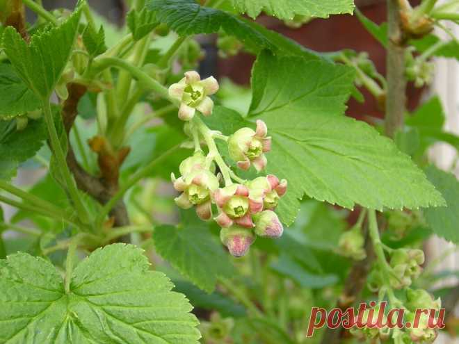 Смородина зацветает? Пора ее подкормить для обильнейших завязей | Наша Дача | Яндекс Дзен