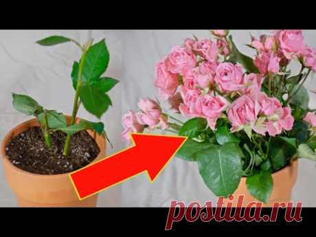 Как укоренить и размножить розу из черенка.