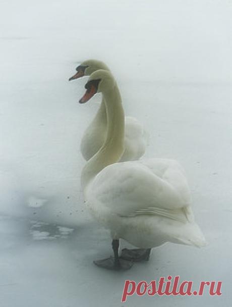 couples skate (large you can see their eyes better) | Flickr