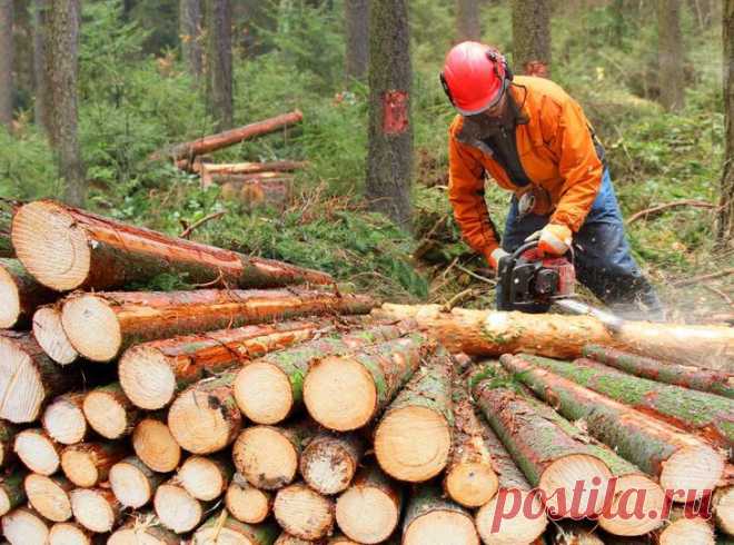 Виды рубок леса, штраф за незаконную вырубку Виды рубок леса, штраф за незаконную вырубкуС термином, что вынесен в подзаголовок, многие связывают лишь незаконные действия. Однако рубка леса - одна из важных сфер промышленности, экономики большог...