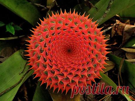 Aechmea-multiflora.jpg (479×359)