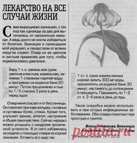 Отвар эхинацеи нормализует давление