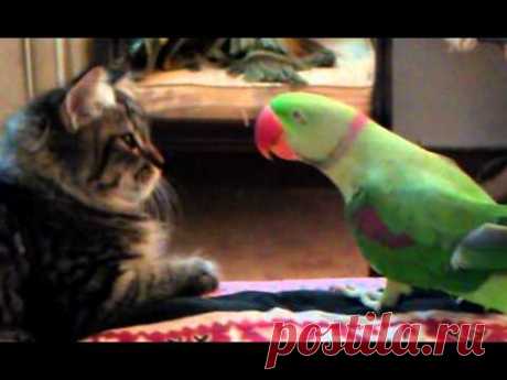 Cat vs Parrot