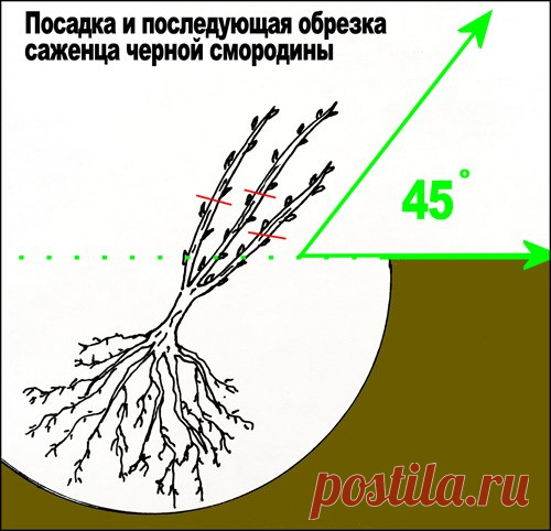 Мой сад