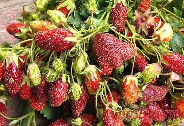 Земляника Купчиха - описание сорта с фото, посадка и уход, видео Описание сорта, фото земляники Купчихи подтверждают популярность растения. При правильной посадке и уходе данный вид способен давать обильный урожай на протяжении всего сезона.