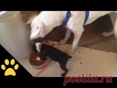 Маленькая собачка спокойно обедала, но тут к её миске подошел большой пес...