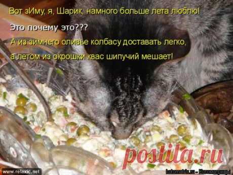 (+1) тема - - Ах, бестия! Какой ты плут! Ужо задам тебе я трёпку! | Четвероногий юмор