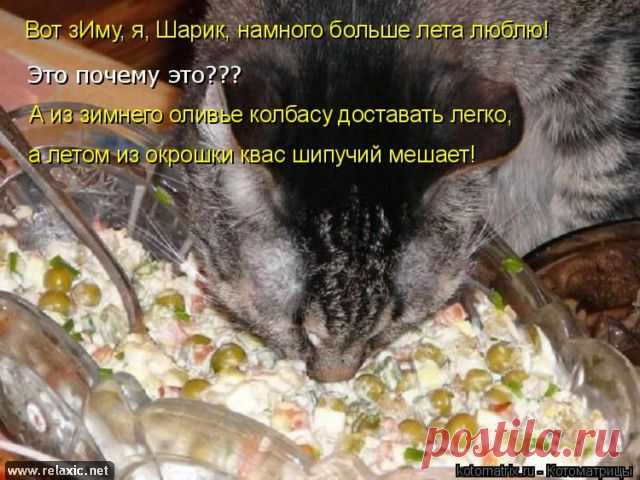 (+1) тема - - Ах, бестия! Какой ты плут! Ужо задам тебе я трёпку! | Четвероногий юмор