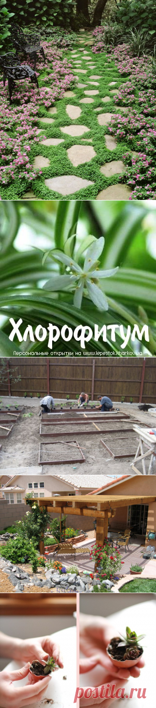 садовый ландшафт | Записи в рубрике садовый ландшафт | Дневник lida_iljinych