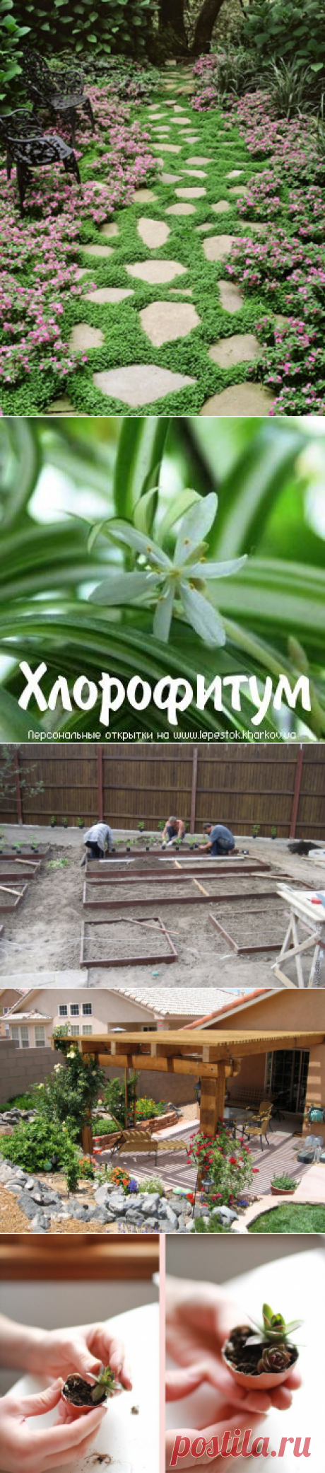 садовый ландшафт | Записи в рубрике садовый ландшафт | Дневник lida_iljinych