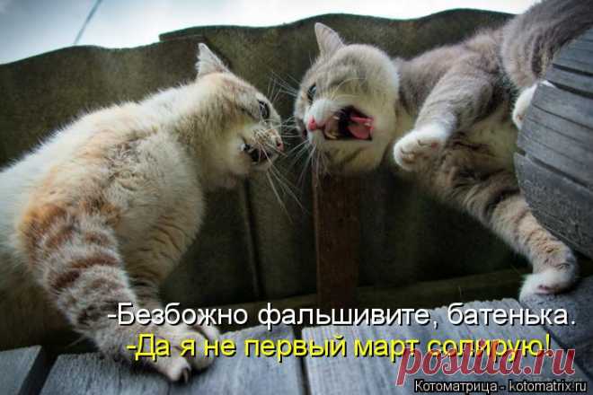 Котоматрица: Случайные котоматрицы