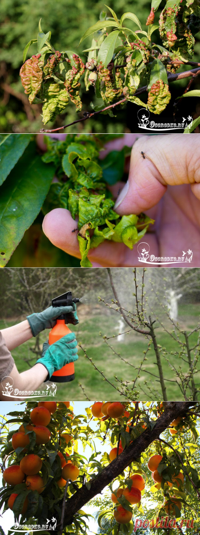 Болезнь персика курчавость листьев – как бороться
