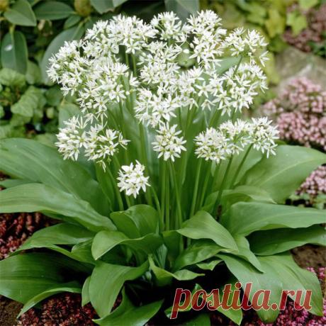 Черемша – посадка и уход в открытом грунте