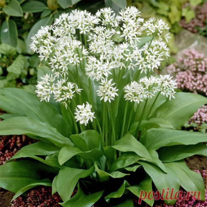 Черемша – посадка и уход в открытом грунте