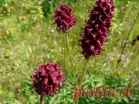 Просто цветок...