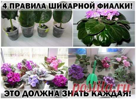 ПОЛЕЗНЫЕ СОВЕТЫ : 
Сохраните, чтобы не потерять.

СОВЕТ :  ПРАВИЛА ШИКАРНОЙ ФИАЛКИ!

С помощью этих основных правил, я выращиваю целый цветник фиалок у себя на подоконнике. 

- Поставь горшок с растением в уютное место, где достаточно света, но не слишком много солнца. Исключи попадание прямых солнечных лучей в обеденное время. Оптимально поставить фиалку на западное окно либо повесить плотные занавески. 

- Выбирай небольшой горшок, примерно на десять сантиметров в высоту...