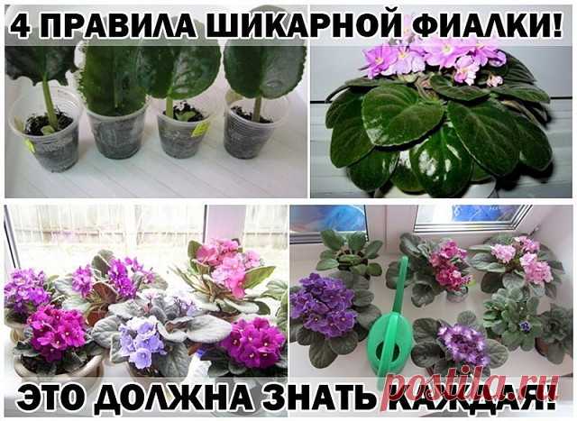 ПОЛЕЗНЫЕ СОВЕТЫ : 
Сохраните, чтобы не потерять.

СОВЕТ :  ПРАВИЛА ШИКАРНОЙ ФИАЛКИ!

С помощью этих основных правил, я выращиваю целый цветник фиалок у себя на подоконнике. 

- Поставь горшок с растением в уютное место, где достаточно света, но не слишком много солнца. Исключи попадание прямых солнечных лучей в обеденное время. Оптимально поставить фиалку на западное окно либо повесить плотные занавески. 

- Выбирай небольшой горшок, примерно на десять сантиметров в высоту...
