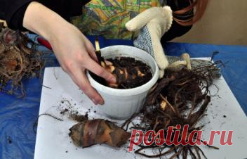 Что посеять в феврале и другие заботы цветовода