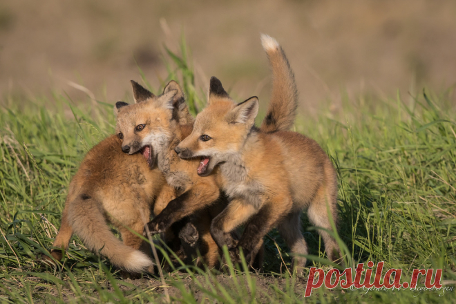 Lets play tag. Northern Plains Red Fox (Vulpes fulva) siblings in a bit of a game playing as they learn to interact with each other as practise for real life when they leave their den site in a large pasture west of red water, Alberta, Canada.  29 May, 2017.  Slide # GWB_20170529_9798.CR2