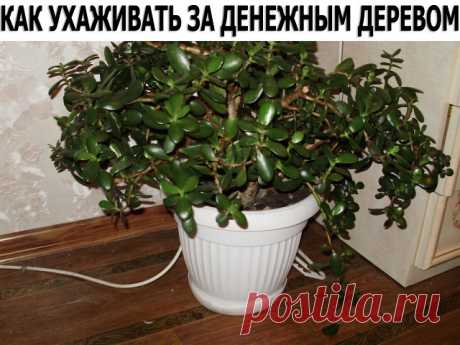 Как ухаживать за денежным деревом