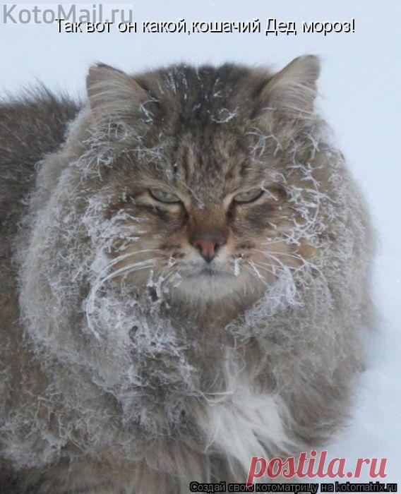 Весь покрытый инеем, абсолютно весь | KotoMail.ru