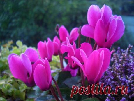 Как правильно поливать Цикламен, уход за растением в домашних условиях, особенности и фото цветения Особенности ухода за Цикламеном, описание растения, полив Цикламена в период цветения, общие рекомендации по уходу за растением, секреты ухода за Цикламеном, как вырастить цветок в домашних условиях.